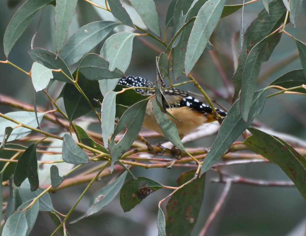 Spotted Pardalote - ML140729731