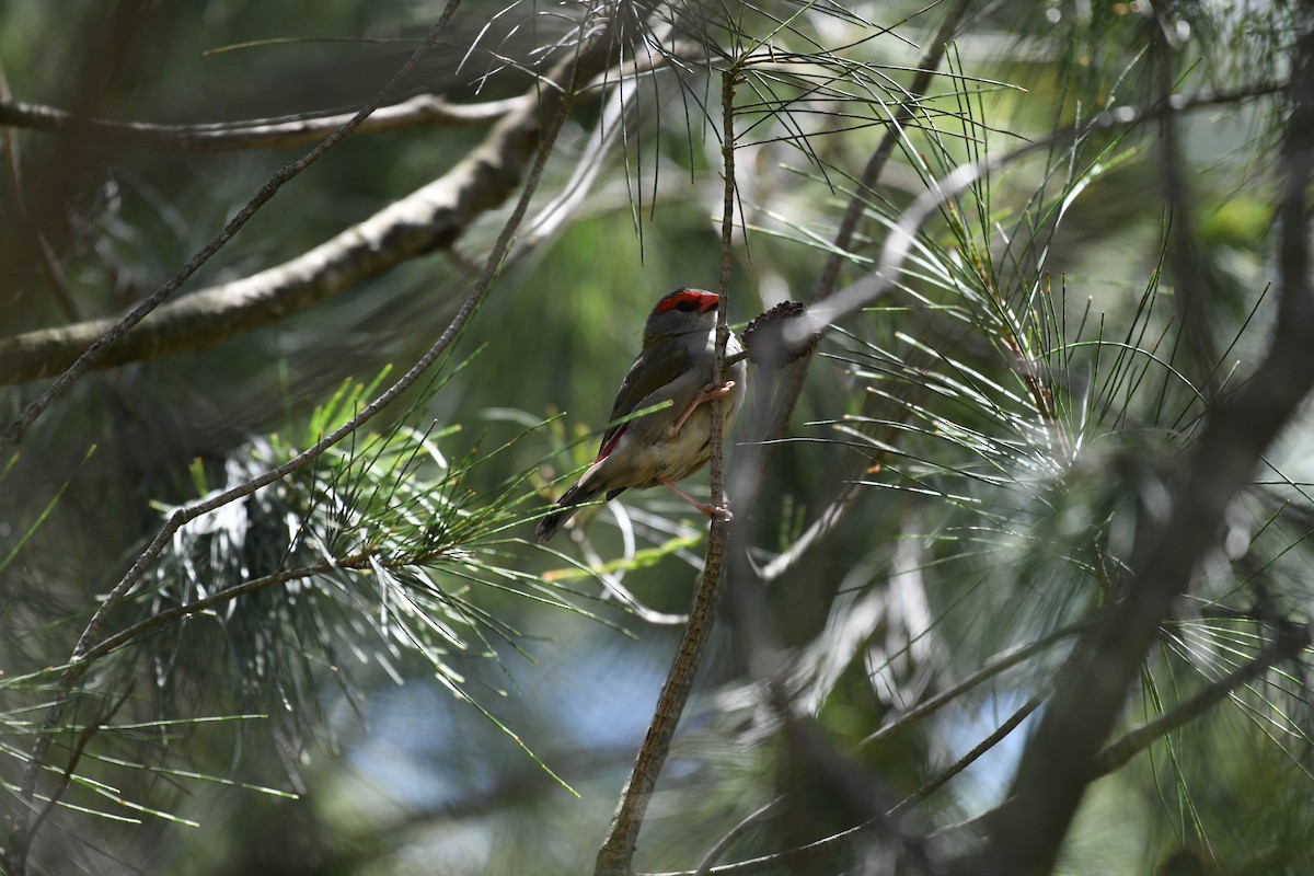 Red-browed Firetail - ML140729881