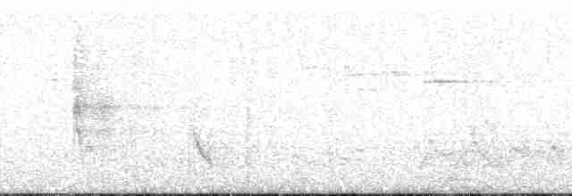 Ada Ardıcı (samoensis) - ML140733
