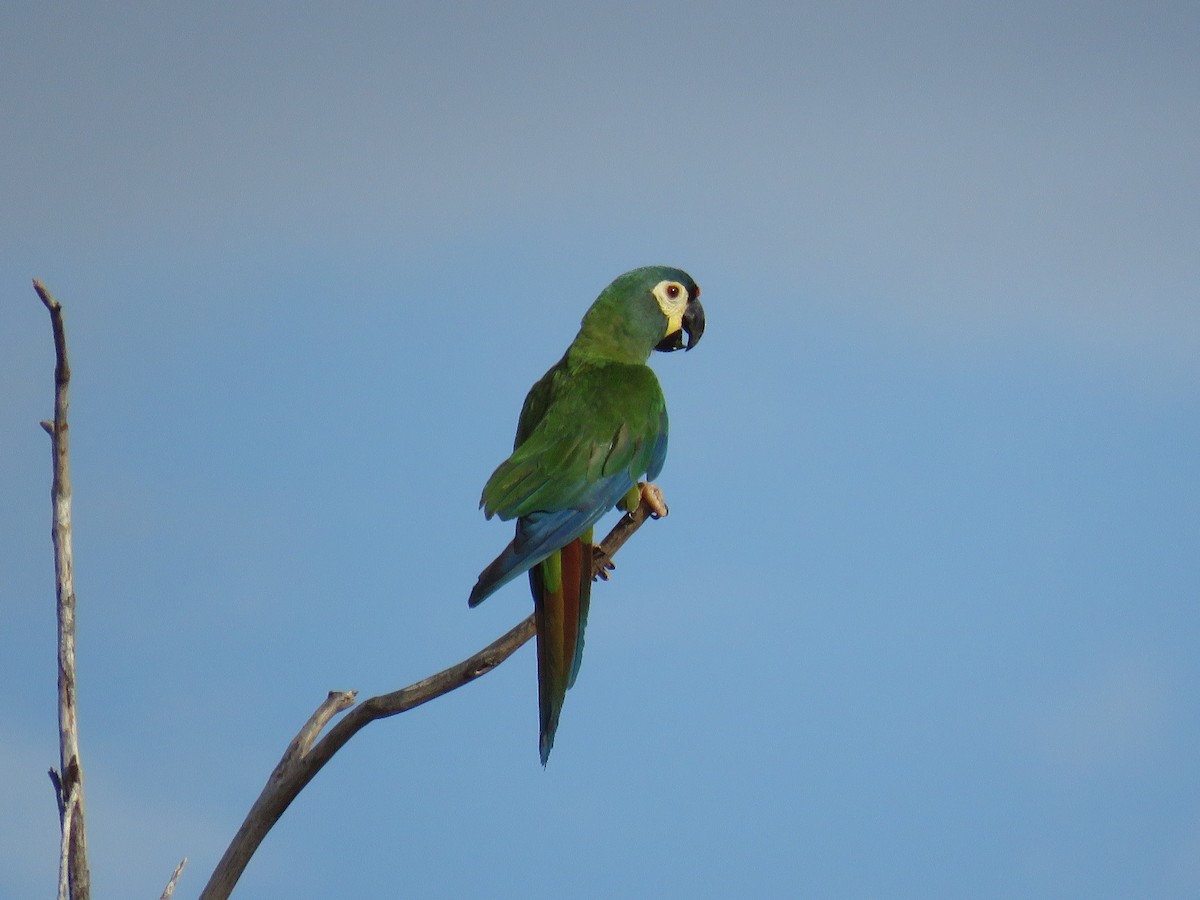 Blue-winged Macaw - Örjan Sjögren