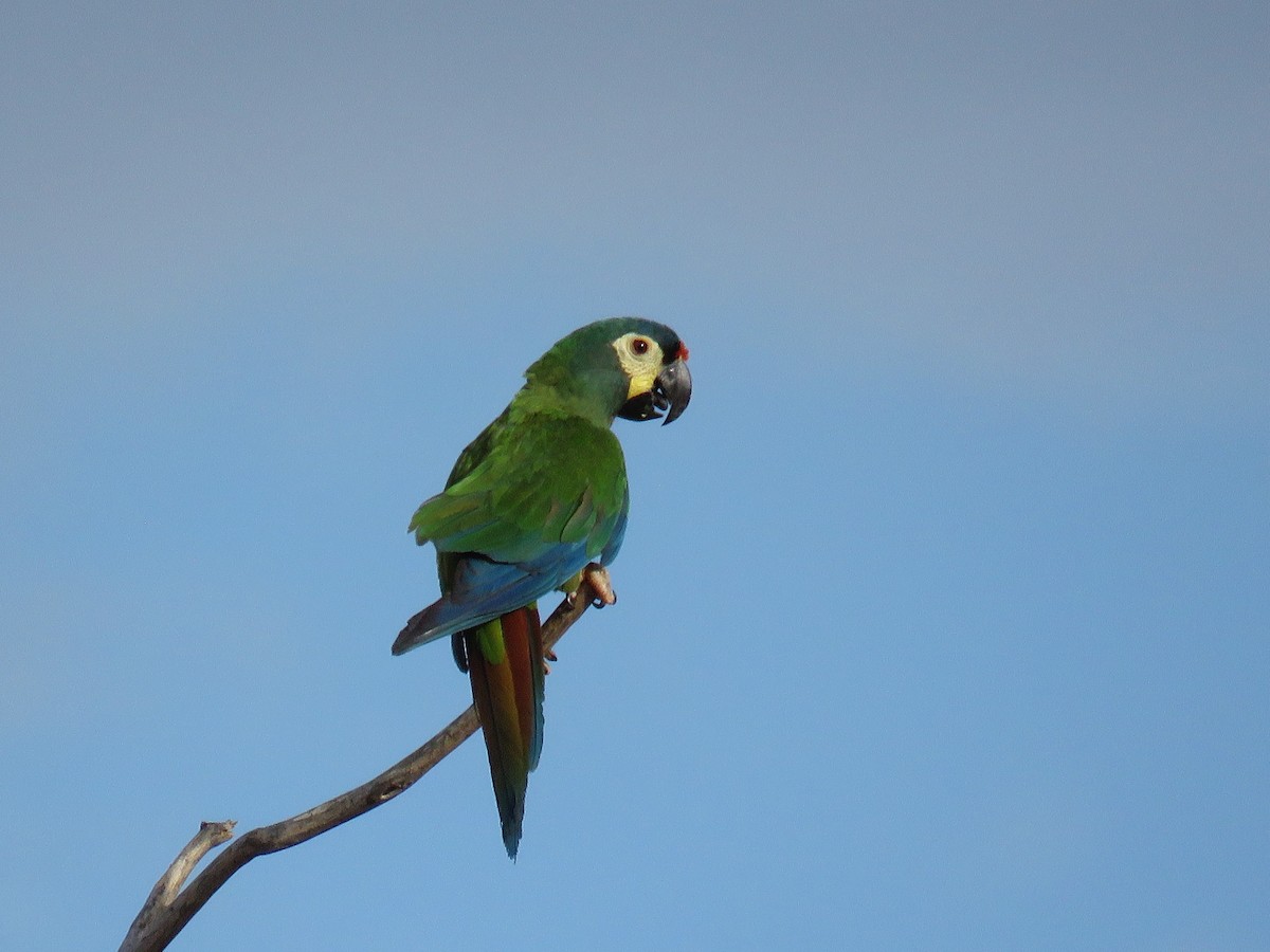 Blue-winged Macaw - Örjan Sjögren