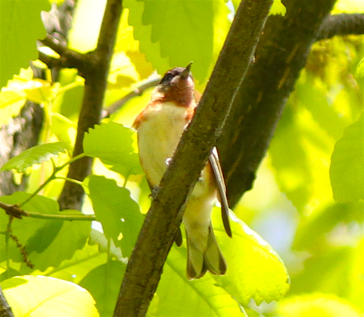 Bay-breasted Warbler - Anonymous