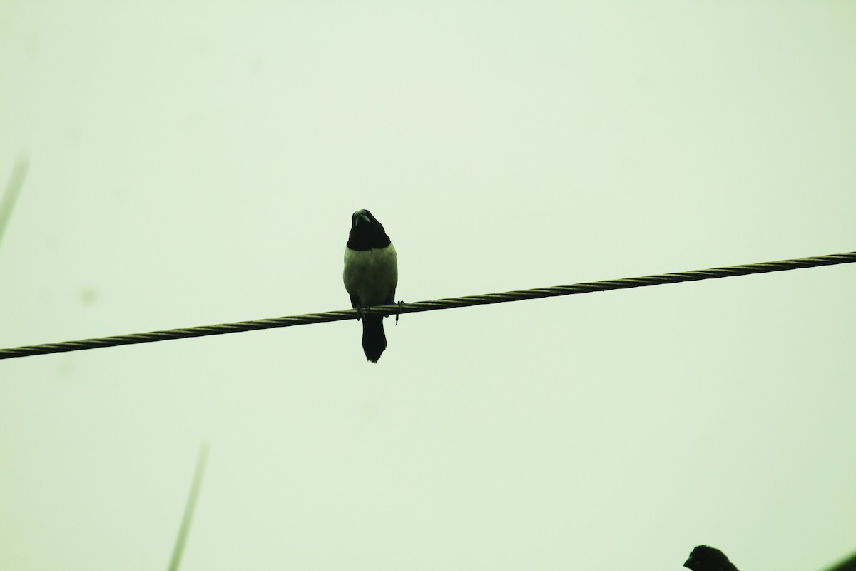 bird sp. - Ramya Rajan