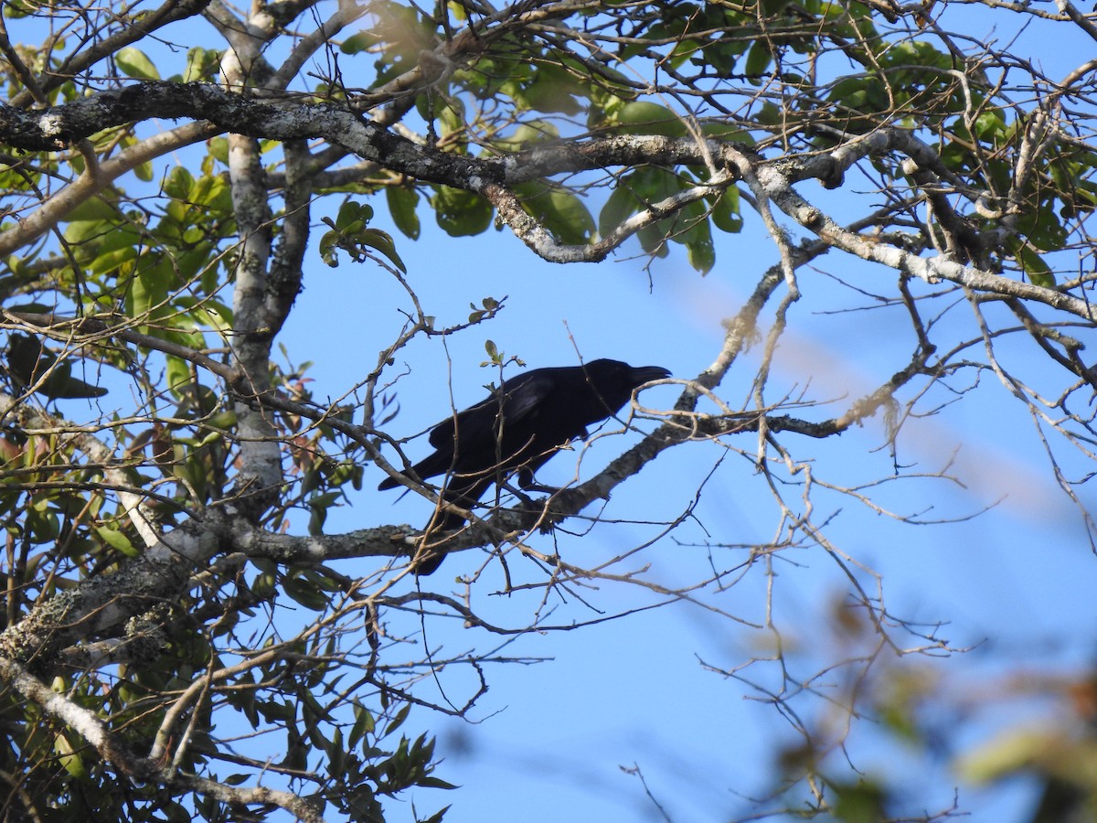 Large-billed Crow - SYAMILI MANOJ