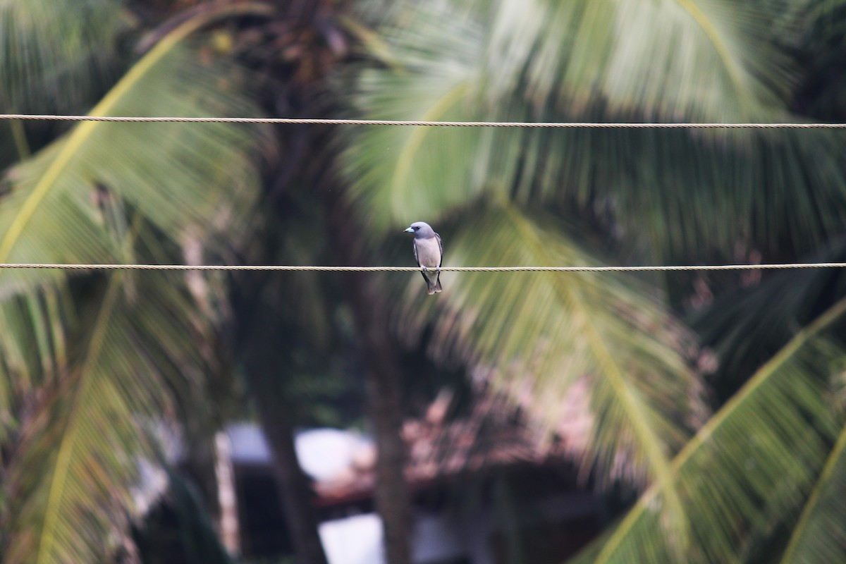 bird sp. - Ramya Rajan