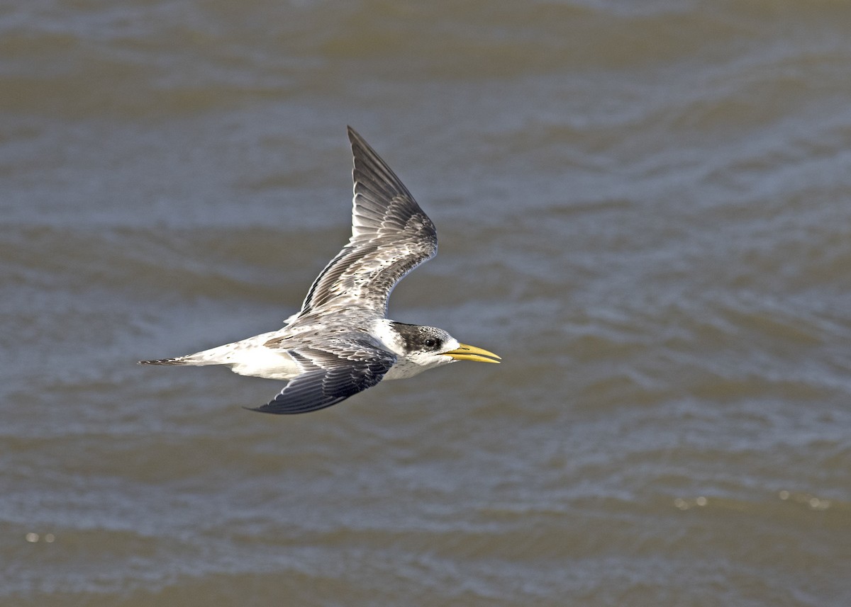 Great Crested Tern - Stephen Murray