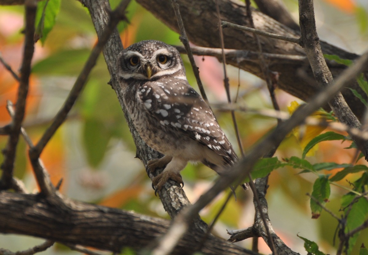Spotted Owlet - Bhagyasree Venugopal