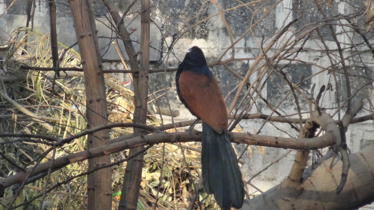 Greater Coucal - VALA POOJA