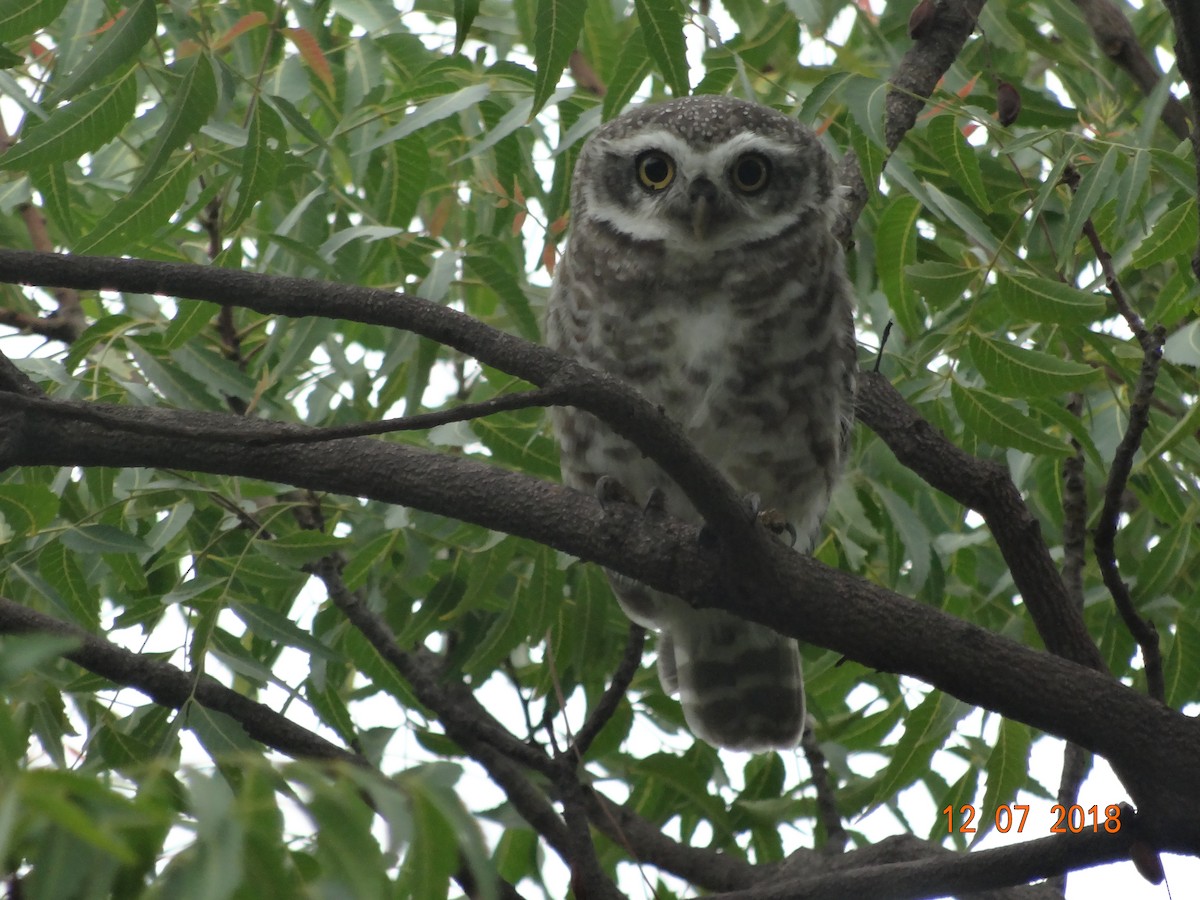 Spotted Owlet - VALA POOJA