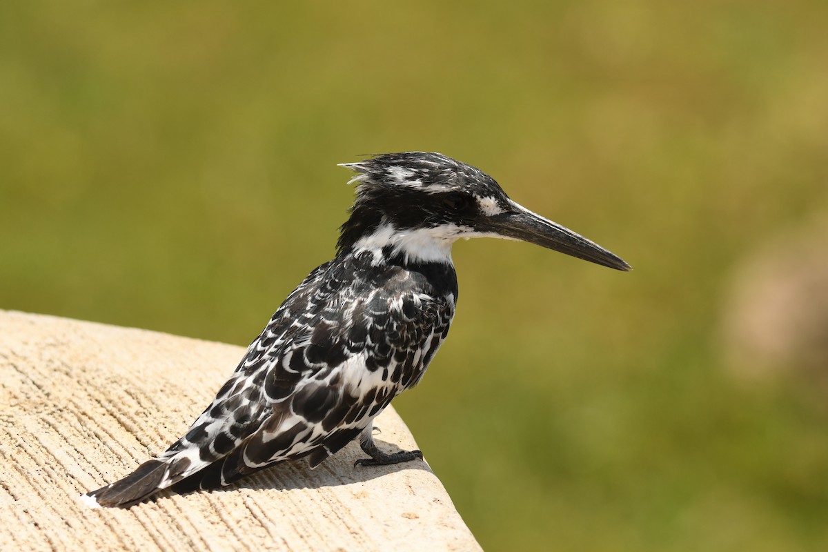 Pied Kingfisher - Jesse Anderson