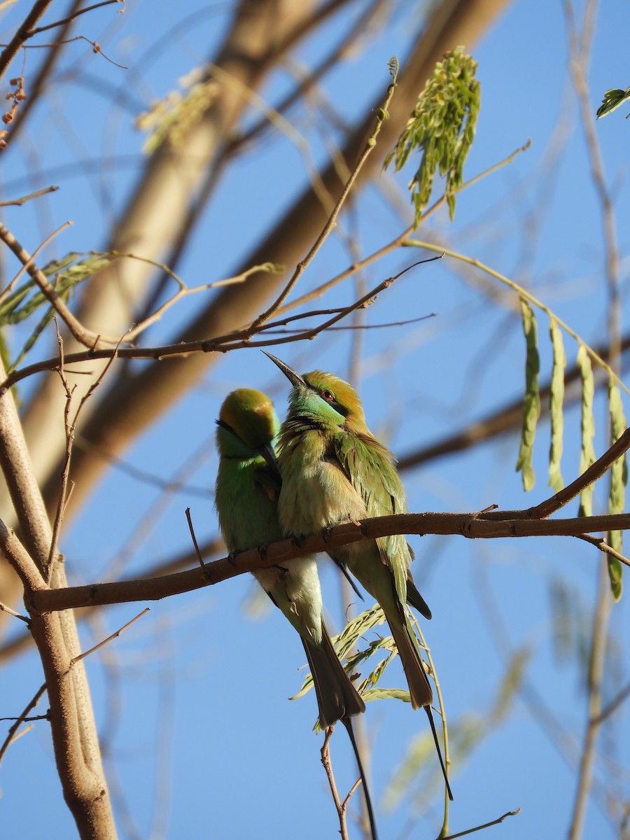Asian Green Bee-eater - VALA POOJA
