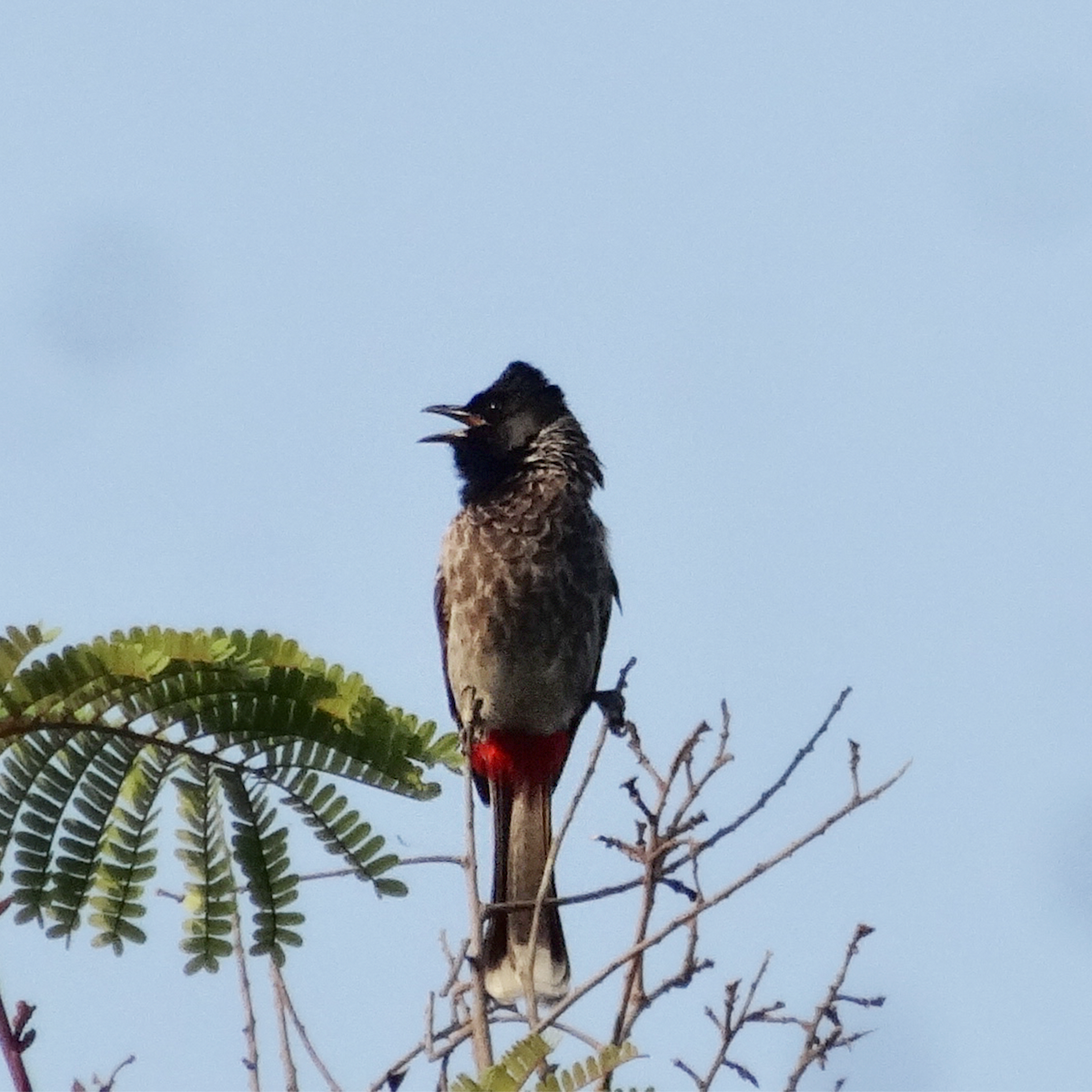 Red-vented Bulbul - ML140744551