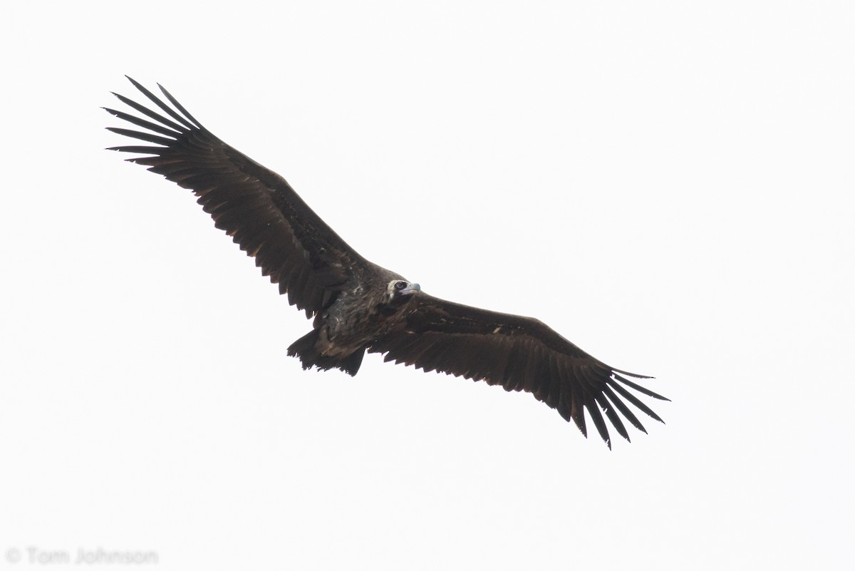 Cinereous Vulture - ML140744751