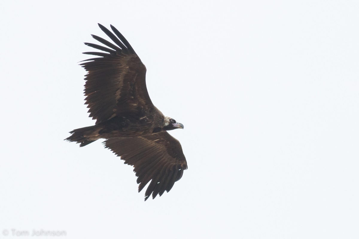 Cinereous Vulture - ML140744761