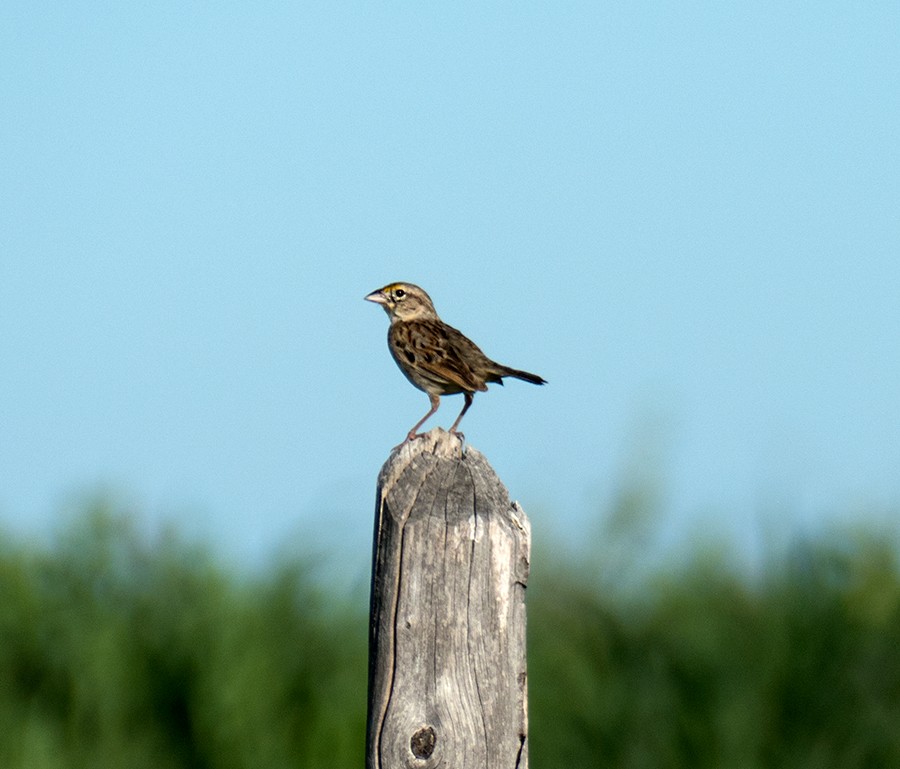 Grassland Sparrow - Karen  Hamblett
