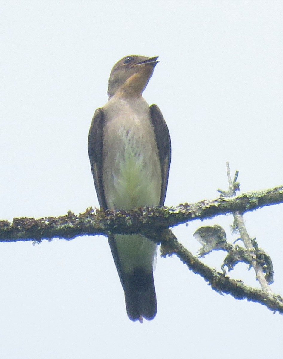 Southern Rough-winged Swallow - ML140744901