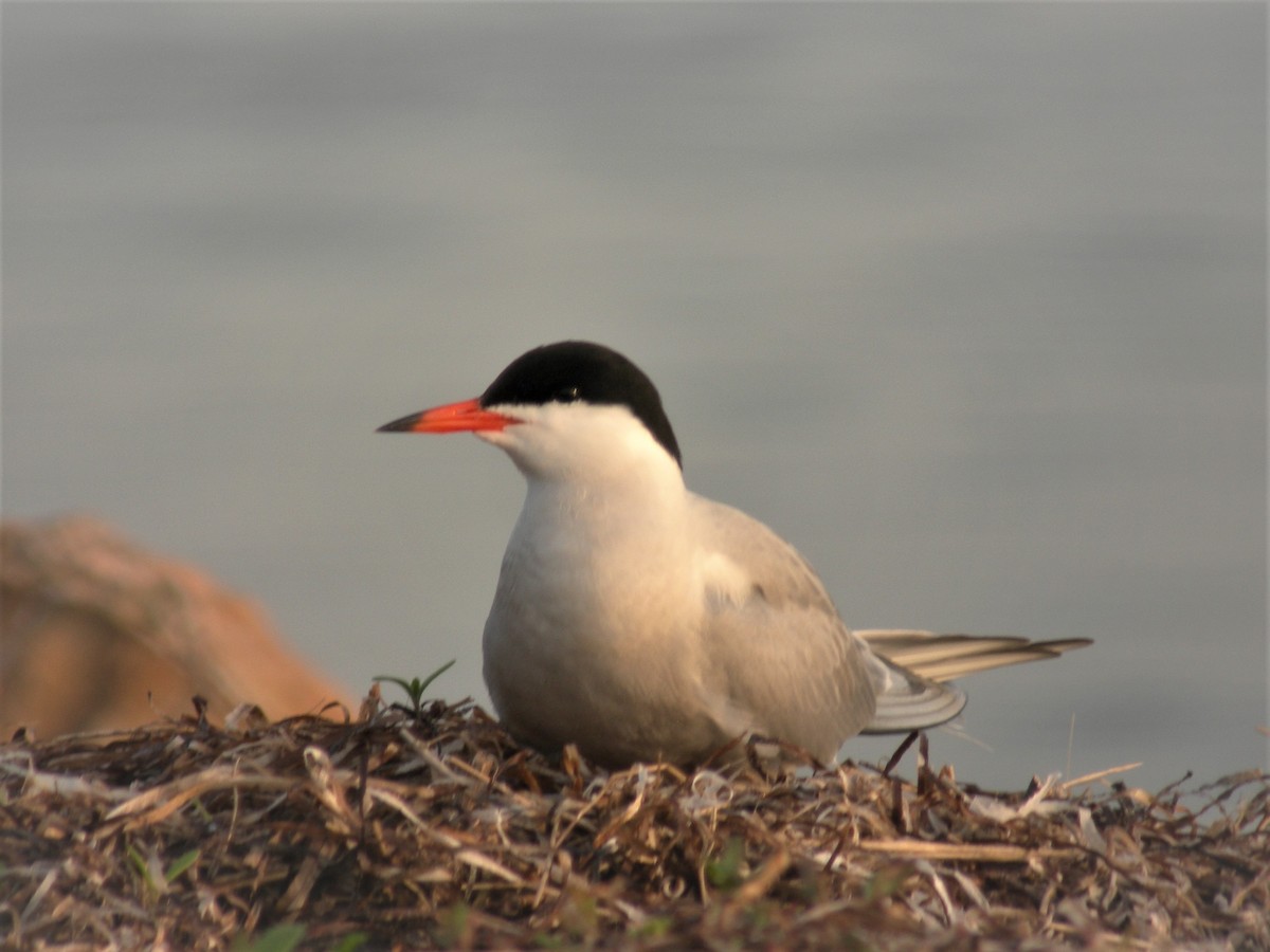 Common Tern - Gérard Cyr