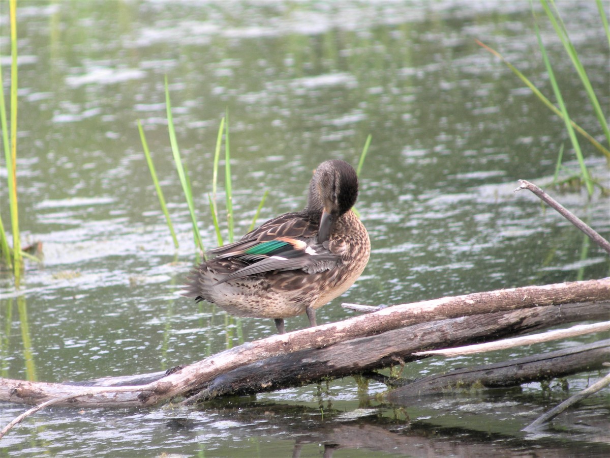 Green-winged Teal - ML140746901