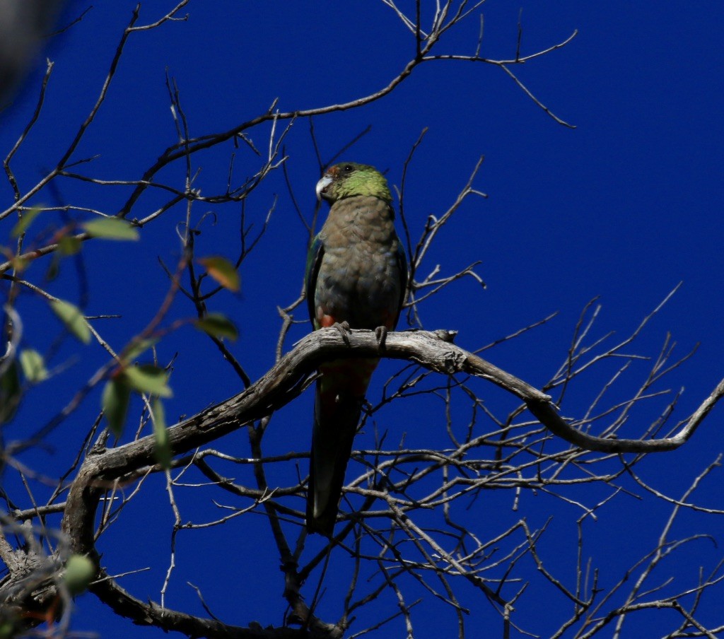 Red-capped Parrot - ML140747081