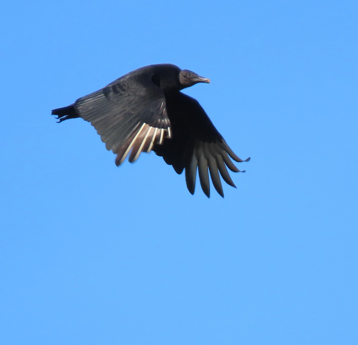 Black Vulture - ML140747091
