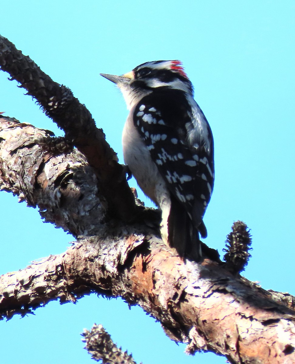 Downy Woodpecker - ML140747141