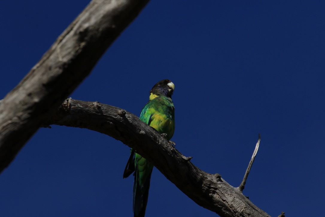 Воротничковый попугай (semitorquatus) - ML140747161