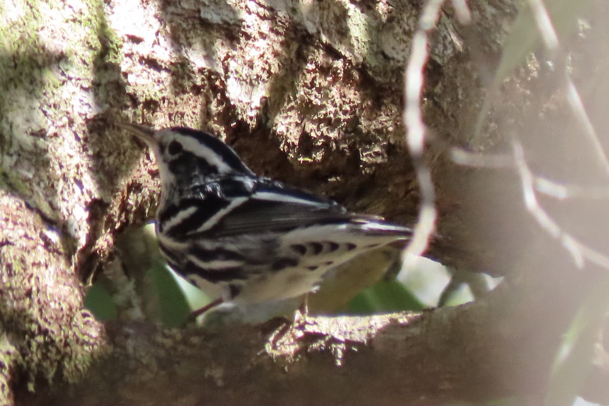 Black-and-white Warbler - ML140747571