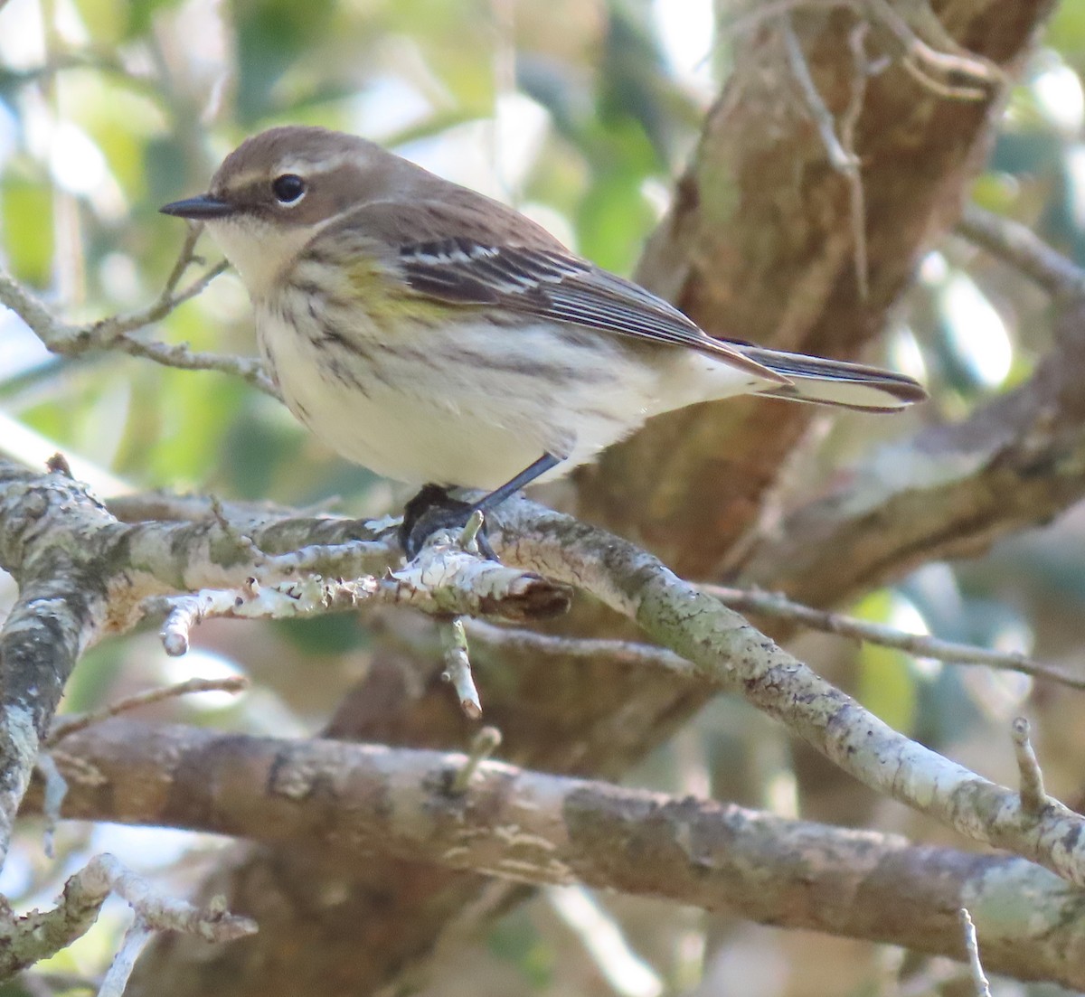 Yellow-rumped Warbler (Myrtle) - Dave Bowman
