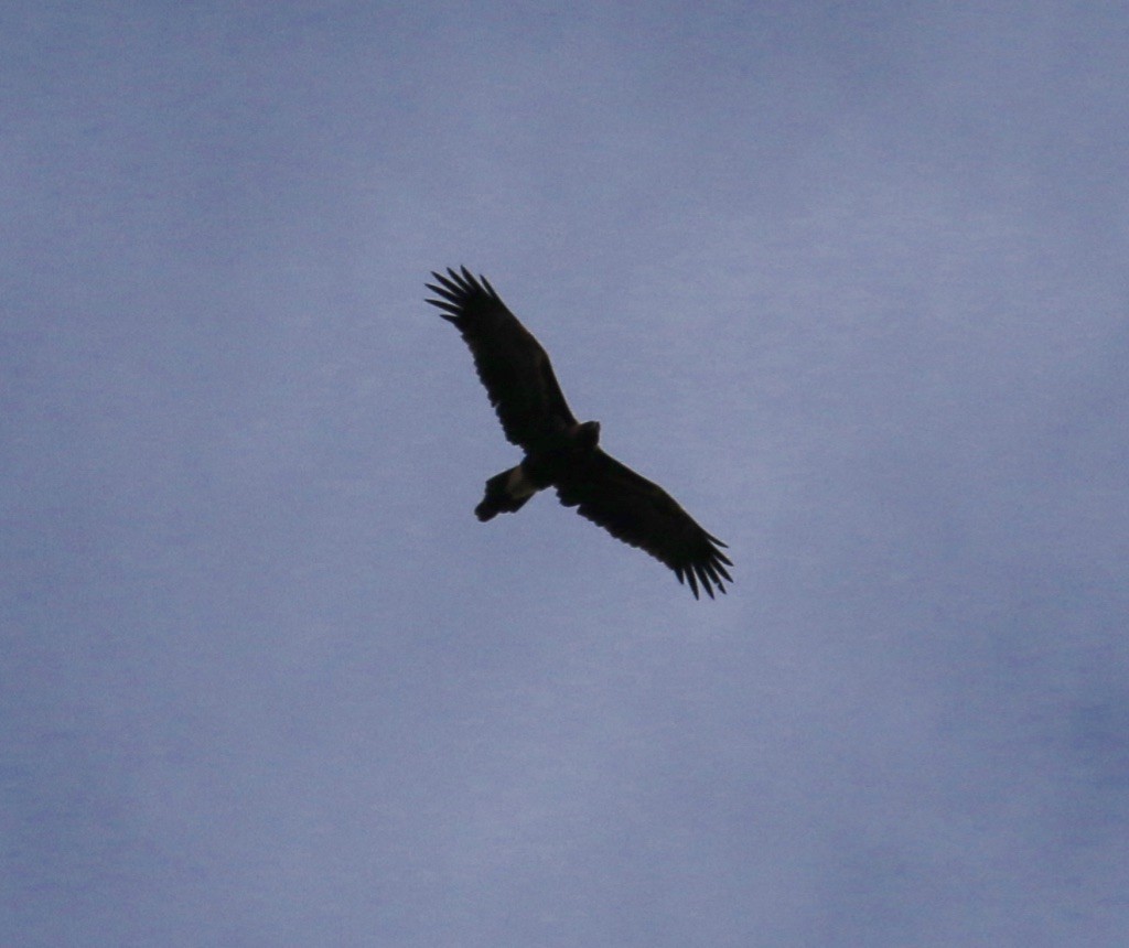 Wedge-tailed Eagle - Bruce  McLennan