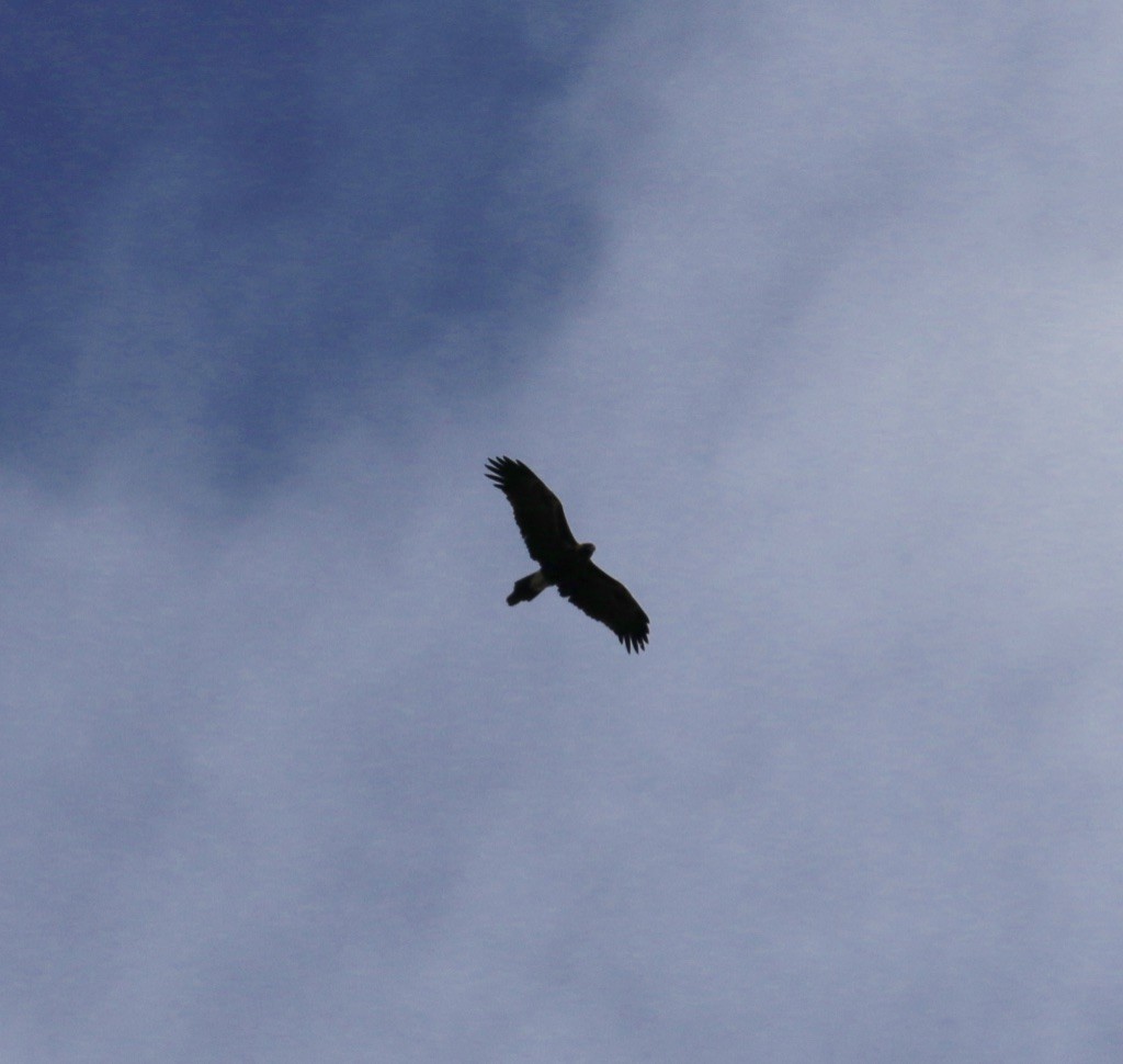 Wedge-tailed Eagle - Bruce  McLennan