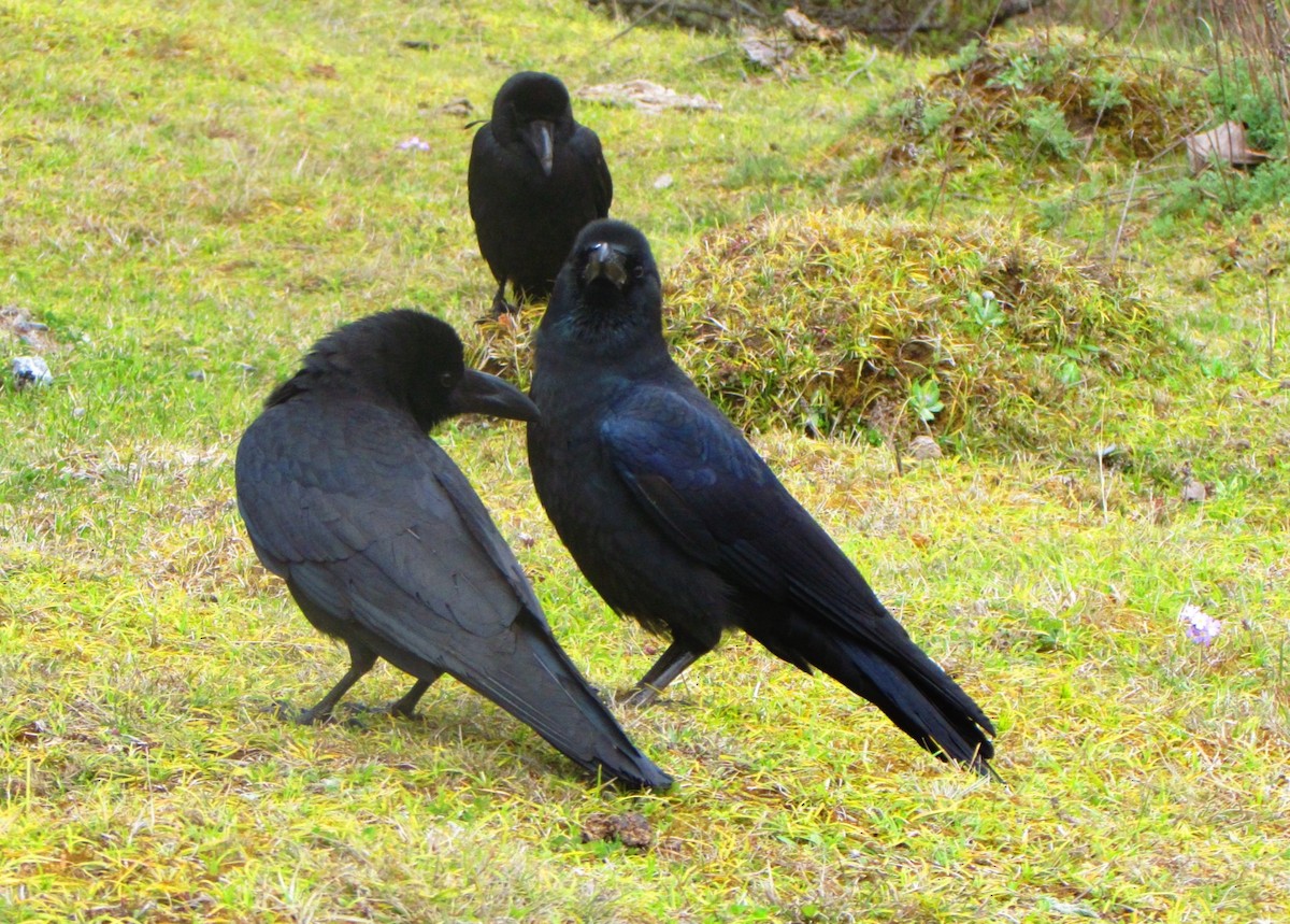 Large-billed Crow - Sonam Jamtsho