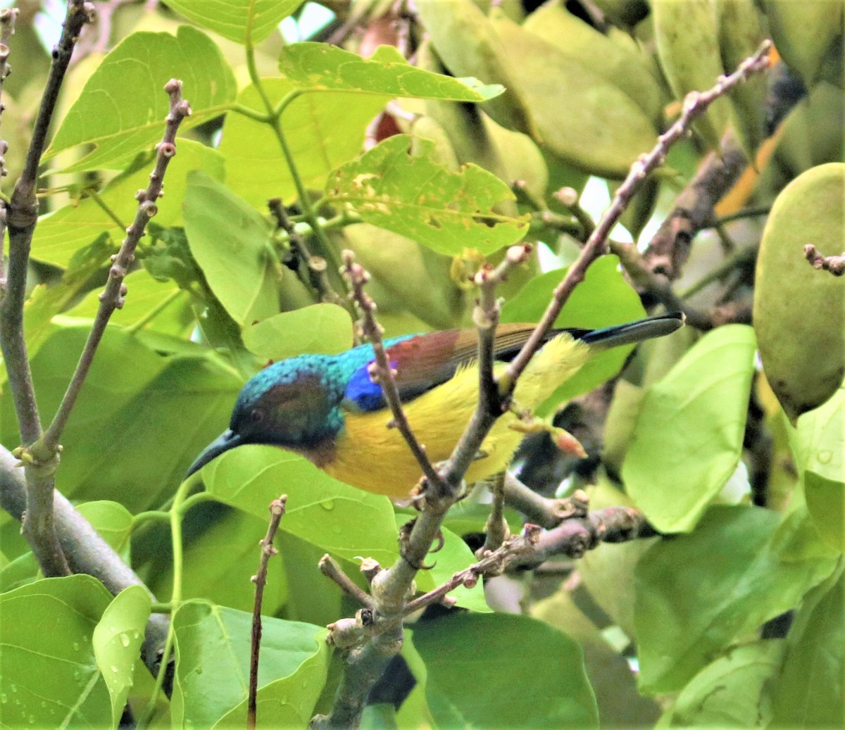 Brown-throated Sunbird - Chitra Shanker
