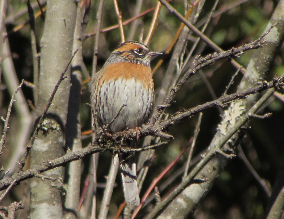 Rufous-breasted Accentor - ML140752631
