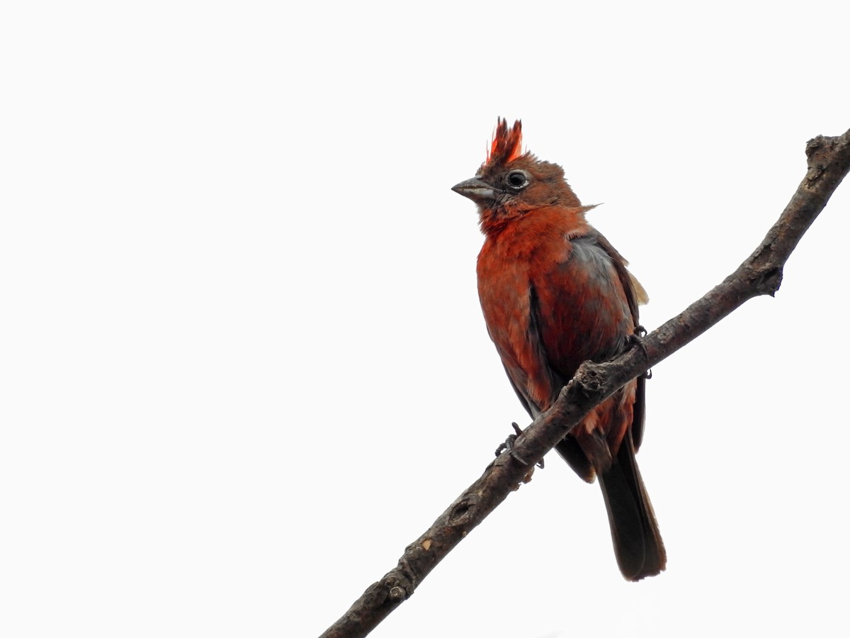 Red-crested Finch - Eduardo Nadal