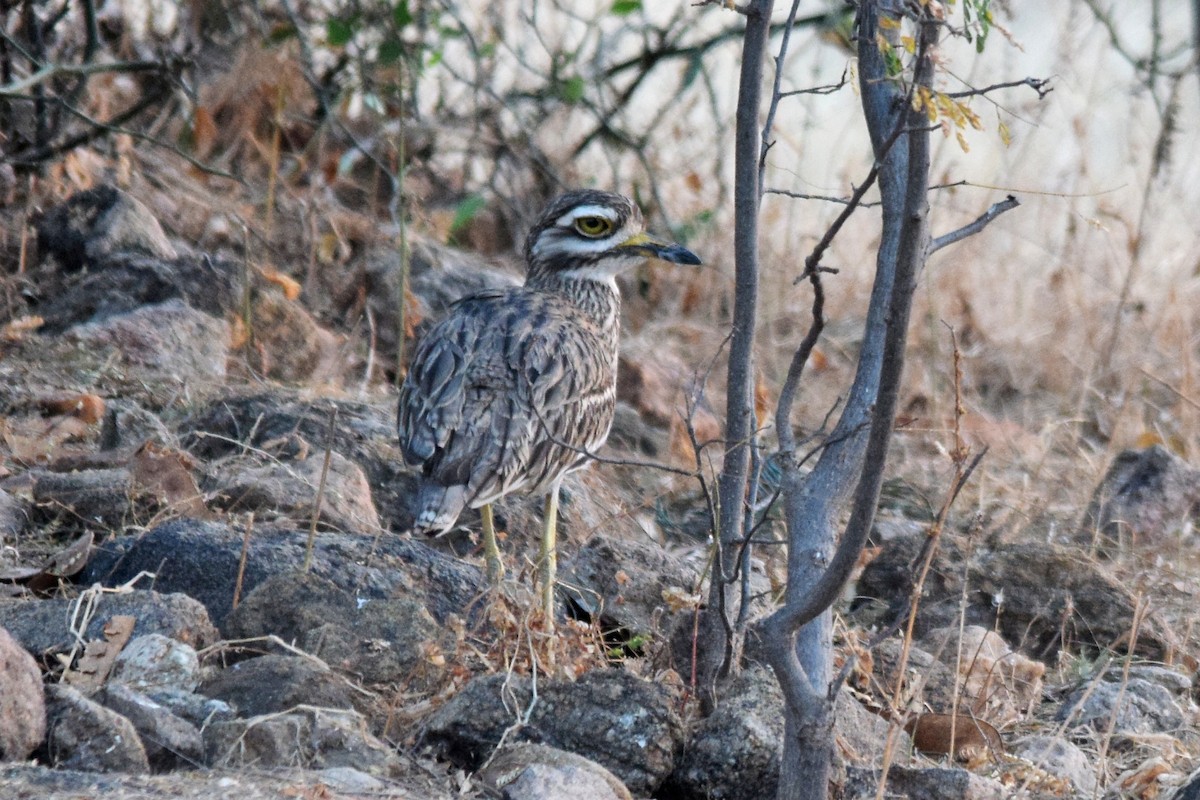 Indian Thick-knee - ML140753401
