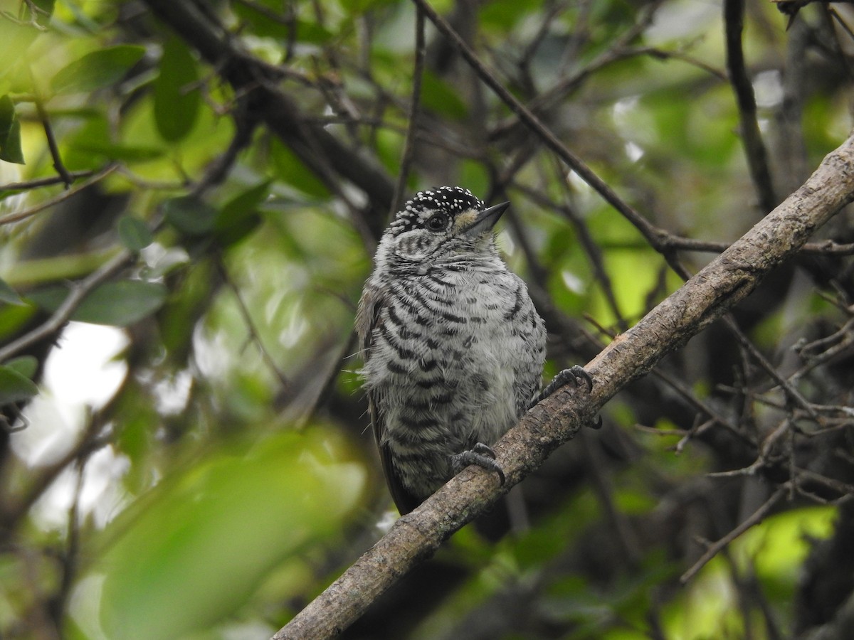White-barred Piculet - ML140753731