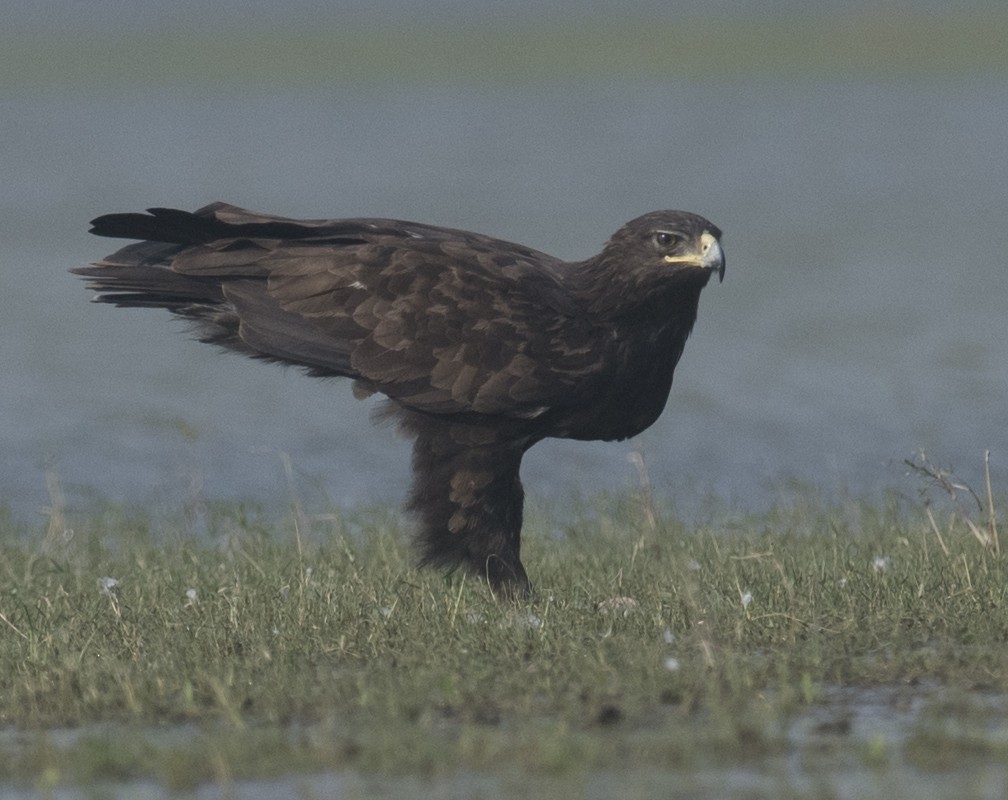 Greater Spotted Eagle - Biju PB