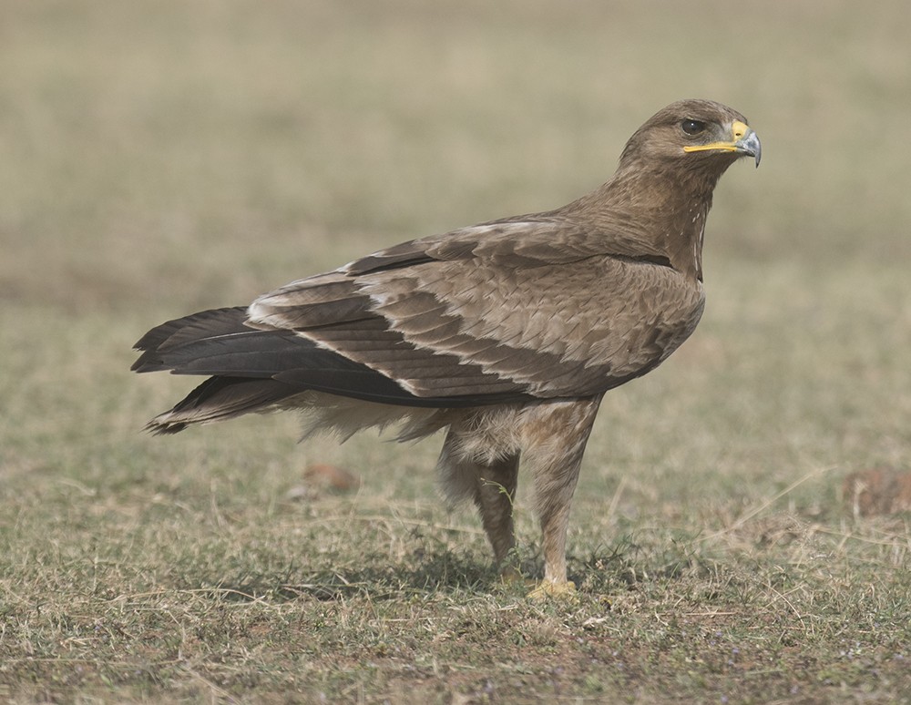 Indian Spotted Eagle - Biju PB