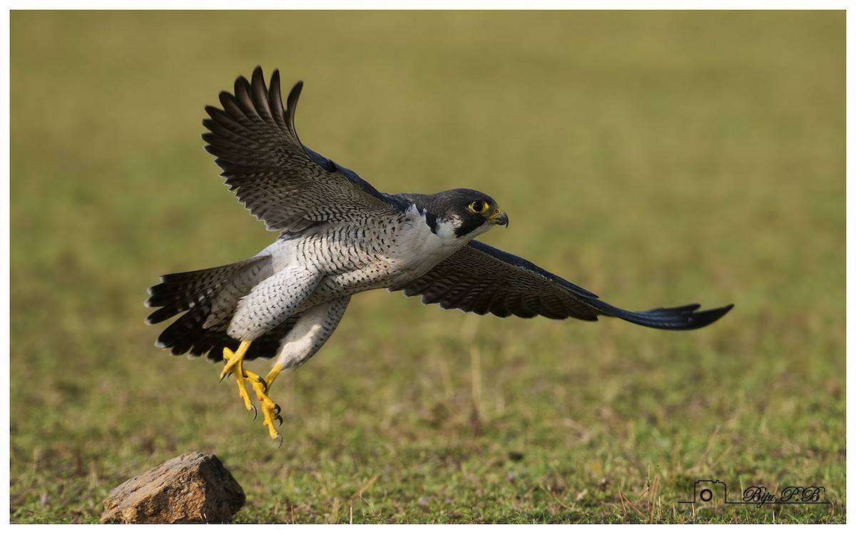 Peregrine Falcon - Biju PB