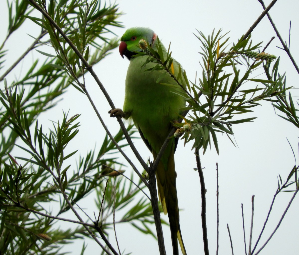 Yeşil Papağan - ML140755521