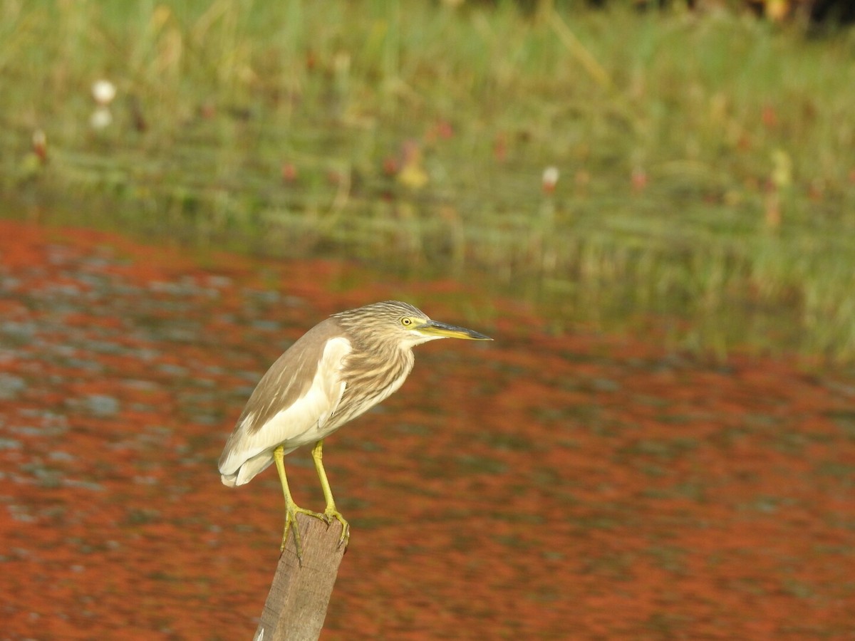 Indian Pond-Heron - ML140757591