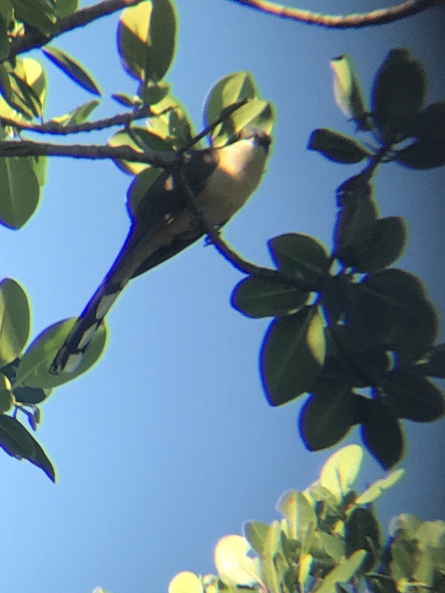 Mangrove Cuckoo - Cory Young