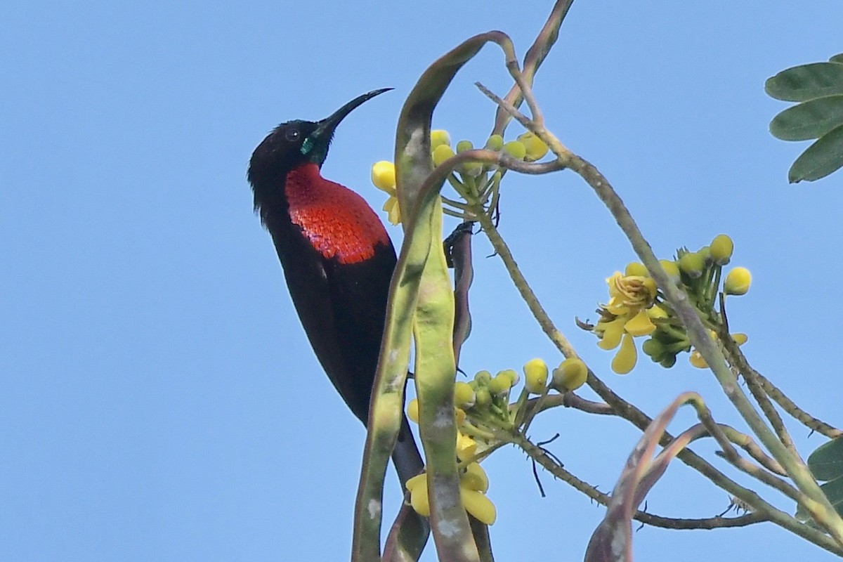 Scarlet-chested Sunbird - ML140759221