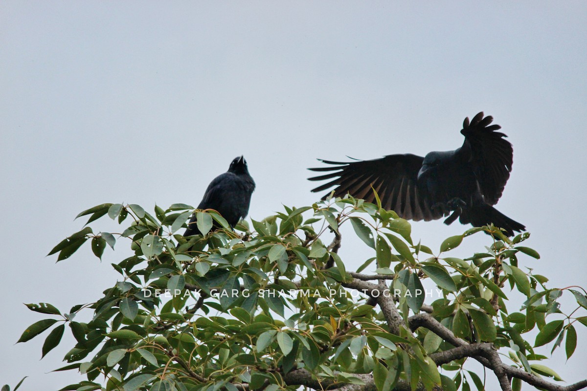 Large-billed Crow - DEEPAKGARG SHARMA