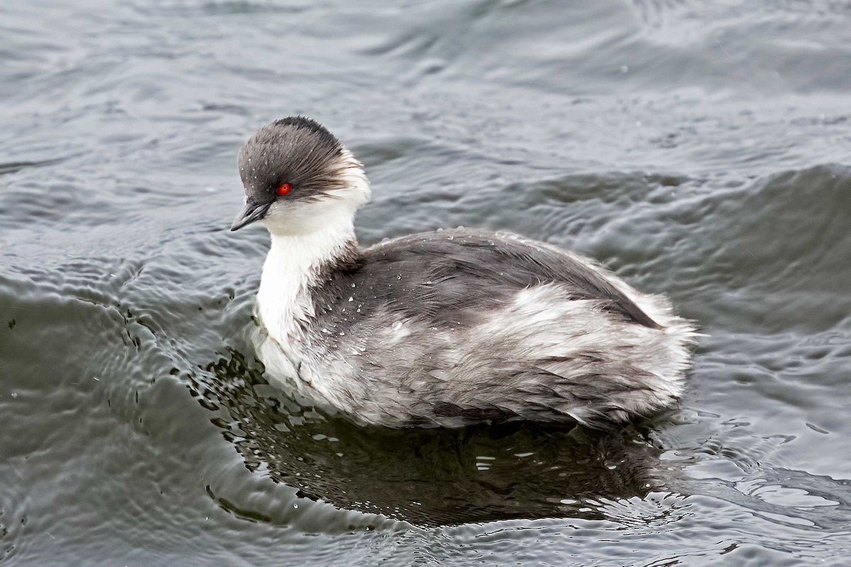 Silvery Grebe (Andean) - Claudius  Feger