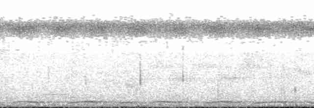 holub tonžský - ML140762