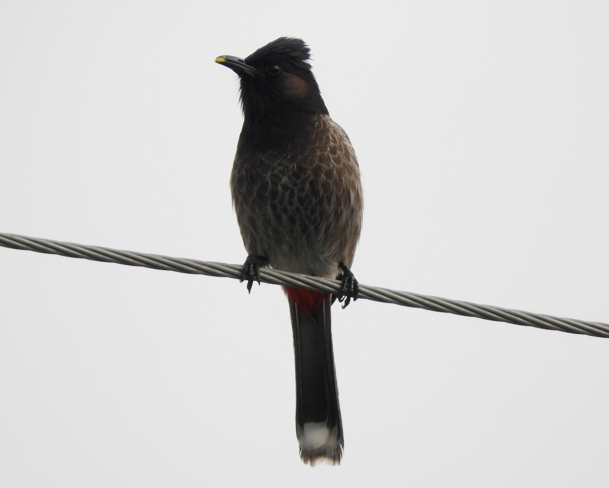 Red-vented Bulbul - ML140763151