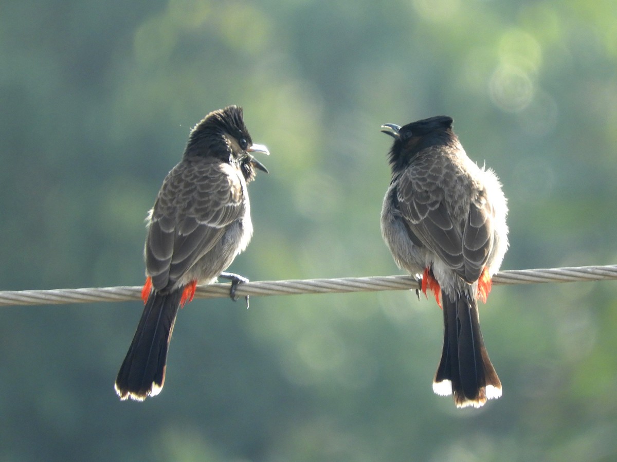 Red-vented Bulbul - ML140763331