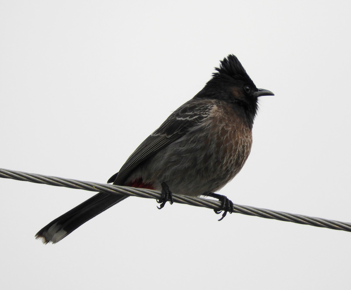 Red-vented Bulbul - ML140763451