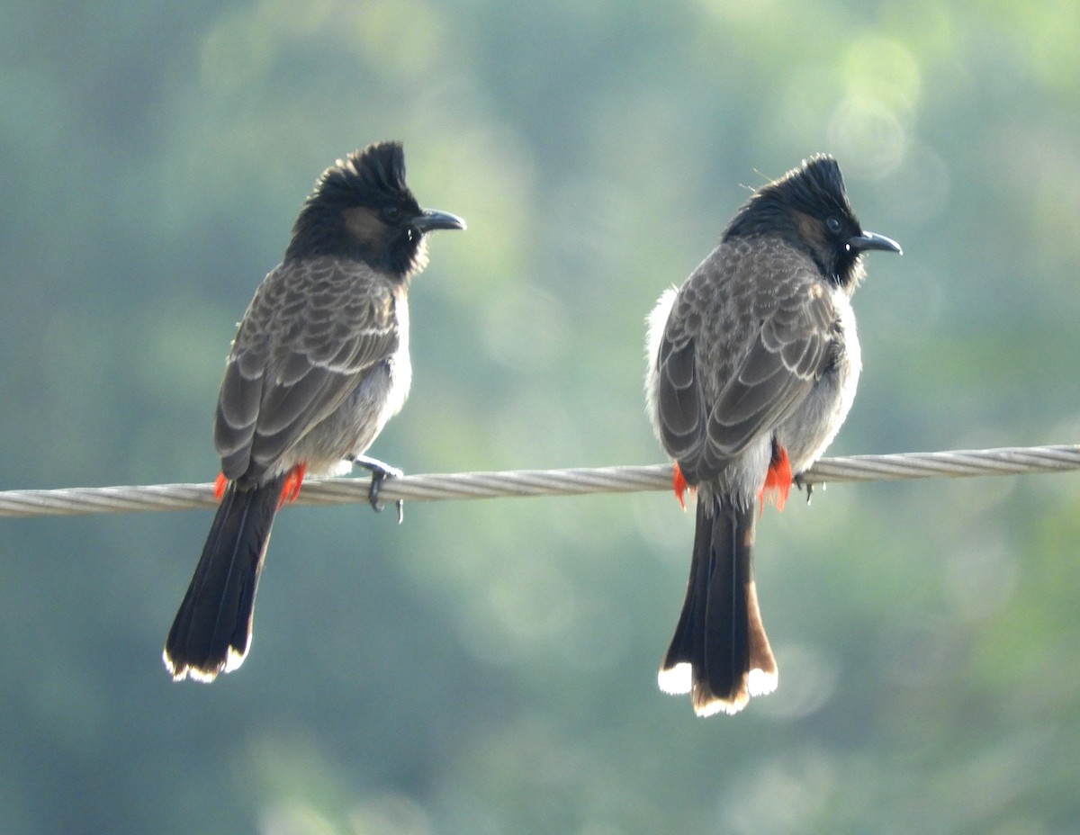 Red-vented Bulbul - ML140763461